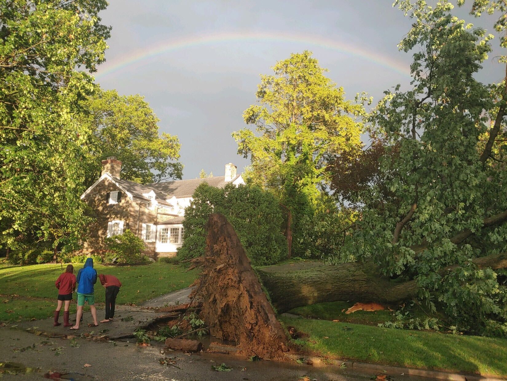 Tree down Alapocas